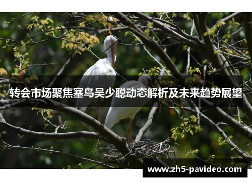 转会市场聚焦塞鸟吴少聪动态解析及未来趋势展望